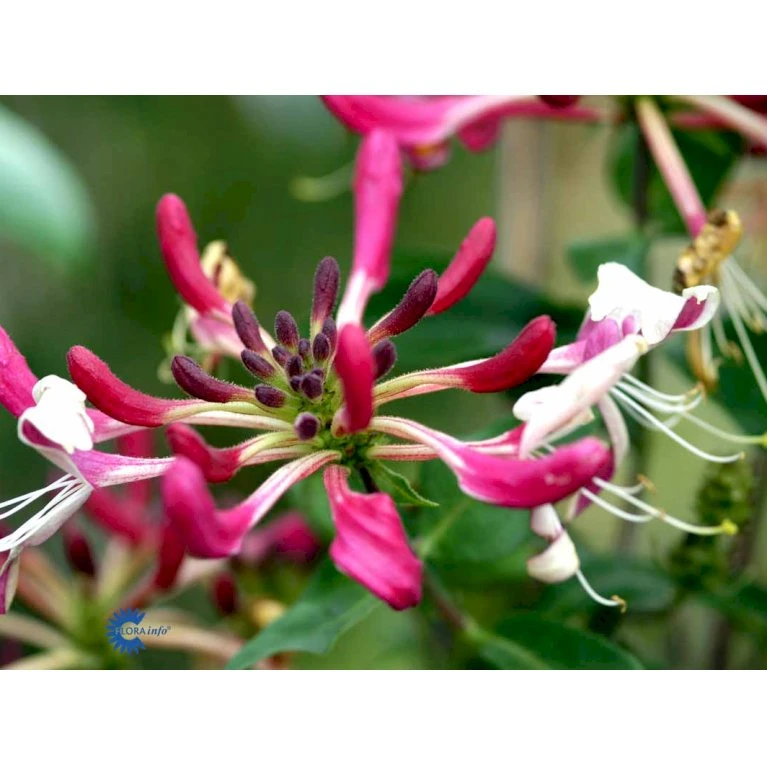 Kaprifolie Lonicera X Heckrottii Potte 5,0 Liter,- Opbundet 100-150 Cm. 4 Kaprifolie Lonicera X Heckrottii Potte 5,0 Liter,- Opbundet 100-150 Cm. - Billede 4