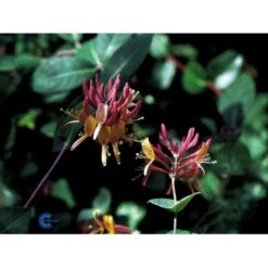 Kaprifolie 'Goldflame' Lonicera X Heckrottii 'Goldflame' Potte 5,0 Liter,- Opbundet 100-150 Cm. 8 Kaprifolie 'Goldflame' Lonicera X Heckrottii 'Goldflame' Potte 5,0 Liter,- Opbundet 100-150 Cm. -Osmo Salgsbutik fi5946 lonicera heckrottii goldflame 6e7f