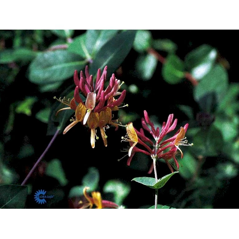 Kaprifolie 'Goldflame' Lonicera X Heckrottii 'Goldflame' Potte 5,0 Liter,- Opbundet 100-150 Cm. 4 Kaprifolie 'Goldflame' Lonicera X Heckrottii 'Goldflame' Potte 5,0 Liter,- Opbundet 100-150 Cm. - Billede 4