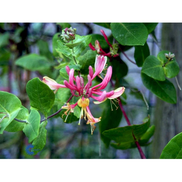 Kaprifolie 'Goldflame' Lonicera X Heckrottii 'Goldflame' Potte 5,0 Liter,- Opbundet 100-150 Cm. 5 Kaprifolie 'Goldflame' Lonicera X Heckrottii 'Goldflame' Potte 5,0 Liter,- Opbundet 100-150 Cm. - Billede 5