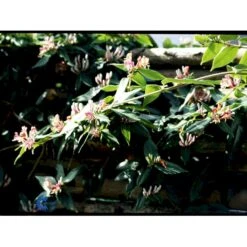 Stedsegrøn Kaprifolie Lonicera Henryi Potte 2,0 Liter,- Opbundet -Osmo Salgsbutik fi5947 lonicera henryi 29cc