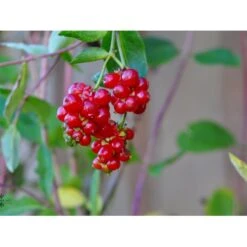 Almindelig Kaprifolia (Gedeblad) Lonicera Periclymenum Potte 2,0 Liter,- Opbundet -Osmo Salgsbutik fi5954 lonicera periclymenum 0394