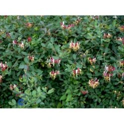 Almindelig Kaprifolia (Gedeblad) Lonicera Periclymenum Potte 2,0 Liter,- Opbundet -Osmo Salgsbutik fi5954 lonicera periclymenum 5dbc