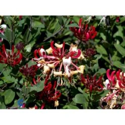 'Serotina' Lonicera Periclymenum 'Serotina' Potte 2,0 Liter,- Opbundet -Osmo Salgsbutik fi5959 lonicera periclymenum serotina 6da1