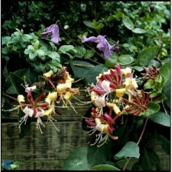 'Serotina' Lonicera Periclymenum 'Serotina' Potte 2,0 Liter,- Opbundet -Osmo Salgsbutik fi5959 lonicera periclymenum serotina 81fc