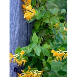 Guldkaprifolie Lonicera X Tellmanniana Potte 5,0 Liter,- Opbundet 80-100 Cm. -Osmo Salgsbutik fi5960 lonicera tellmanniana 0900