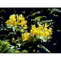 Guldkaprifolie Lonicera X Tellmanniana Potte 5,0 Liter,- Opbundet 80-100 Cm. -Osmo Salgsbutik fi5960 lonicera tellmanniana 8fa5