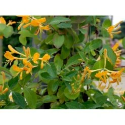 Guldkaprifolie Lonicera X Tellmanniana Potte 5,0 Liter,- Opbundet 80-100 Cm. -Osmo Salgsbutik fi5960 lonicera tellmanniana d680
