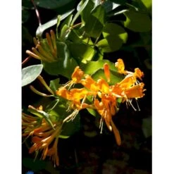 Guldkaprifolie Lonicera X Tellmanniana Potte 5,0 Liter,- Opbundet 80-100 Cm. -Osmo Salgsbutik fi5960 lonicera tellmanniana f08a