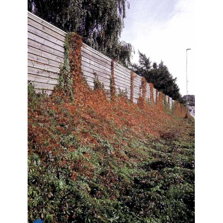 Klatrevildvin 'Engelmanii' Parthenocissus Quinquefolia 'Engelmannii' Potte 5,0 Liter,- Opbundet 80-100 Cm. 8 Klatrevildvin 'Engelmanii' Parthenocissus Quinquefolia 'Engelmannii' Potte 5,0 Liter,- Opbundet 80-100 Cm. - Billede 8