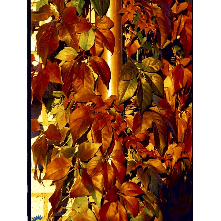 Klatrevildvin 'Engelmanii' Parthenocissus Quinquefolia 'Engelmannii' Potte 5,0 Liter,- Opbundet 80-100 Cm. 7 Klatrevildvin 'Engelmanii' Parthenocissus Quinquefolia 'Engelmannii' Potte 5,0 Liter,- Opbundet 80-100 Cm. - Billede 7