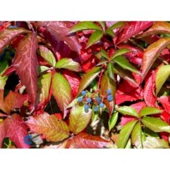 Klatrevildvin Parthenocissus Quinquefolia Potte 7,5 Liter,- Opbundet 150-200 Cm. -Osmo Salgsbutik fi5964 parthenocissus quinquefolia 4a8c