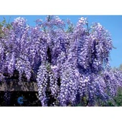 Japansk Blåregn 'Domino' Wisteria Floribunda 'Domino' (syn. Issai) Potte 2,0 Liter,- Opbundet -Osmo Salgsbutik fi5972 wisteria floribunda domino 3505