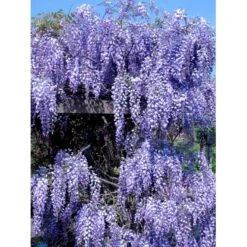 Japansk Blåregn 'Domino' Wisteria Floribunda 'Domino' (syn. Issai) Potte 2,0 Liter,- Opbundet -Osmo Salgsbutik fi5972 wisteria floribunda domino ba28