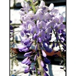 Kinesisk Blåregn Wisteria Sinensis Potte 2,0 Liter,- Opbundet -Osmo Salgsbutik fi5980 wisteria sinensis 0788