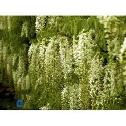 Kinesisk Blåregn Wisteria Sinensis Potte 2,0 Liter,- Opbundet -Osmo Salgsbutik fi5980 wisteria sinensis 4d5f