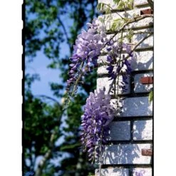 Kinesisk Blåregn Wisteria Sinensis Potte 2,0 Liter,- Opbundet -Osmo Salgsbutik fi5980 wisteria sinensis 8f18