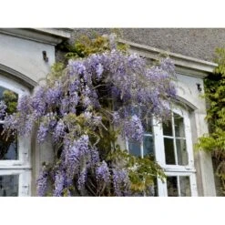 Kinesisk Blåregn Wisteria Sinensis Potte 2,0 Liter,- Opbundet -Osmo Salgsbutik fi5980 wisteria sinensis 90e2