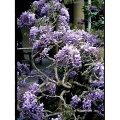 Kinesisk Blåregn Wisteria Sinensis Potte 2,0 Liter,- Opbundet -Osmo Salgsbutik fi5980 wisteria sinensis 9544