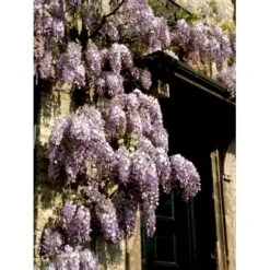 Kinesisk Blåregn Wisteria Sinensis Potte 2,0 Liter,- Opbundet -Osmo Salgsbutik fi5980 wisteria sinensis 99bd