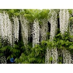 Kinesisk Blåregn Wisteria Sinensis Potte 2,0 Liter,- Opbundet -Osmo Salgsbutik fi5980 wisteria sinensis c4aa