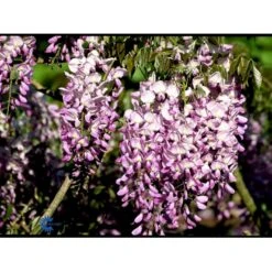 Kinesisk Blåregn Wisteria Sinensis Potte 2,0 Liter,- Opbundet -Osmo Salgsbutik fi5980 wisteria sinensis d763