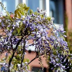 Kinesisk Blåregn 'Prolific' Wisteria Sinensis 'Prolific' Potte 7,5 Liter,- Opbundet 150-200 Cm. -Osmo Salgsbutik fi5982 wisteria sinensis prolific 4b07