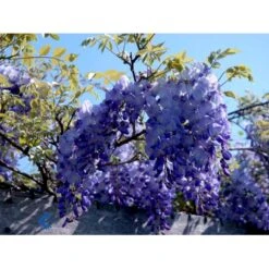Kinesisk Blåregn 'Prolific' Wisteria Sinensis 'Prolific' Potte 7,5 Liter,- Opbundet 150-200 Cm. -Osmo Salgsbutik fi5982 wisteria sinensis prolific fc2a