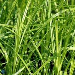 Star 'Bowles Golden' Carex Elata 'Bowles Golden' 1 Liter Potte -Osmo Salgsbutik fi7867 carex elata bowles golden e821