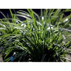 Star 'Ice Dance' Carex Morrowii 'Ice Dance' 1 Liter Potte -Osmo Salgsbutik fi7880 carex morrowii ice dance 0710