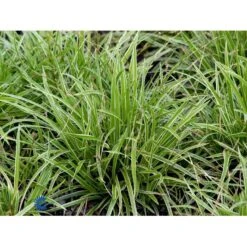 Star 'Ice Dance' Carex Morrowii 'Ice Dance' 1 Liter Potte -Osmo Salgsbutik fi7880 carex morrowii ice dance f040