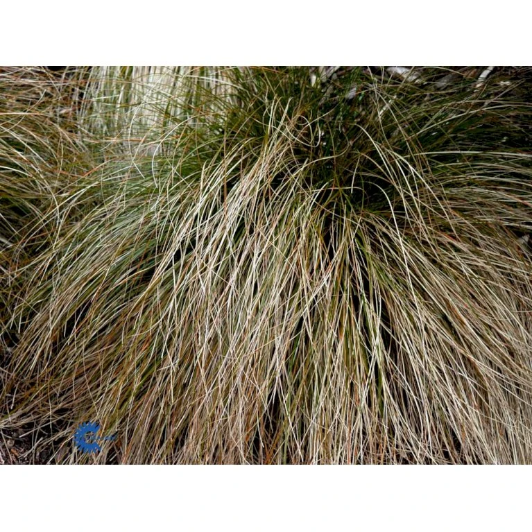 Star 'Prairie Fire' Carex Testacea 'Prairie Fire' Potte 2 Liter. 4 Star 'Prairie Fire' Carex Testacea 'Prairie Fire' Potte 2 Liter. - Billede 4