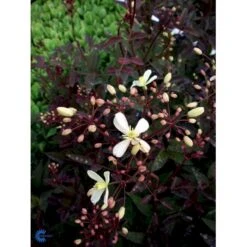 Staudeklematis 'Purpurea' Clematis Recta 'Purpurea' Potte 2,0 Liter,- Opbundet 60-100 Cm 11 Staudeklematis 'Purpurea' Clematis Recta 'Purpurea' Potte 2,0 Liter,- Opbundet 60-100 Cm -Osmo Salgsbutik fi8043 clematis recta purpurea a8fc