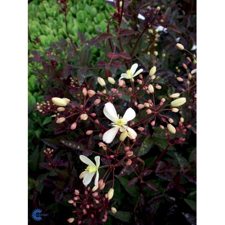 Staudeklematis 'Purpurea' Clematis Recta 'Purpurea' Potte 2,0 Liter,- Opbundet 60-100 Cm 5 Staudeklematis 'Purpurea' Clematis Recta 'Purpurea' Potte 2,0 Liter,- Opbundet 60-100 Cm - Billede 5