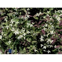 Staudeklematis 'Purpurea' Clematis Recta 'Purpurea' Potte 2,0 Liter,- Opbundet 60-100 Cm 13 Staudeklematis 'Purpurea' Clematis Recta 'Purpurea' Potte 2,0 Liter,- Opbundet 60-100 Cm -Osmo Salgsbutik fi8043 clematis recta purpurea d20f