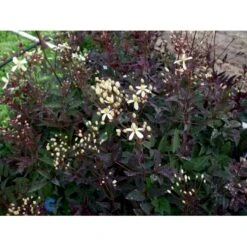 Staudeklematis 'Purpurea' Clematis Recta 'Purpurea' Potte 2,0 Liter,- Opbundet 60-100 Cm 12 Staudeklematis 'Purpurea' Clematis Recta 'Purpurea' Potte 2,0 Liter,- Opbundet 60-100 Cm -Osmo Salgsbutik fi8043 clematis recta purpurea d852