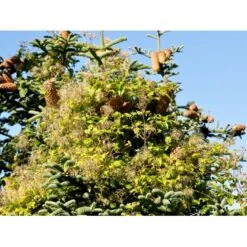 Almindelig Skovranke Clematis Vitalba Potte 2,0 Liter,- Opbundet 60-100 Cm -Osmo Salgsbutik fi843 clematis vitalba 4fd1