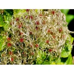 Almindelig Skovranke Clematis Vitalba Potte 2,0 Liter,- Opbundet 60-100 Cm -Osmo Salgsbutik fi843 clematis vitalba 6736