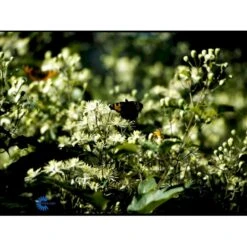 Almindelig Skovranke Clematis Vitalba Potte 2,0 Liter,- Opbundet 60-100 Cm -Osmo Salgsbutik fi843 clematis vitalba fc9c