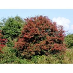 Engriflet Hvidtjørn Crataegus Monogyna Potte 12 Liter,- 100-125 Cm. -Osmo Salgsbutik fi846 crataegus monogyna f279