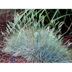 Blå Bjørnegræs 'Elijah Blue' Festuca Glauca 'Elijah Blue' 1 Liter Potte -Osmo Salgsbutik fi8785 festuca glauca elijah blue 9555
