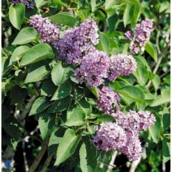 Almindelig Syren Syringa Vulgaris Solitær Busk 150-175 Cm. - Med Klump -Osmo Salgsbutik fi893 syringa vulgaris e7cd
