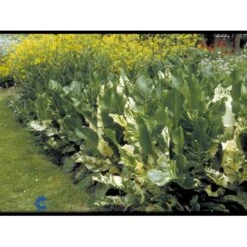 Peberrod Armoracia Rusticana 1 Liter Potte -Osmo Salgsbutik fi956 peberrod 0398