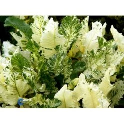 Peberrod Armoracia Rusticana 1 Liter Potte -Osmo Salgsbutik fi956 peberrod 2392