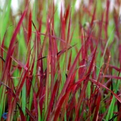 Japansk Blodgræs 'Red Baron' Imperata Cylindrica 'Red Baron' 1 Liter Potte -Osmo Salgsbutik fi9832 imperata cylindrica red baron 5c35