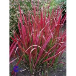 Japansk Blodgræs 'Red Baron' Imperata Cylindrica 'Red Baron' 1 Liter Potte -Osmo Salgsbutik fi9832 imperata cylindrica red baron 7279
