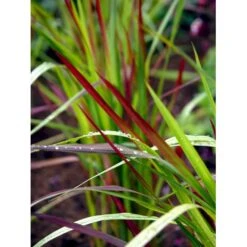 Japansk Blodgræs 'Red Baron' Imperata Cylindrica 'Red Baron' 1 Liter Potte -Osmo Salgsbutik fi9832 imperata cylindrica red baron 9760