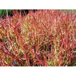Japansk Blodgræs 'Red Baron' Imperata Cylindrica 'Red Baron' 1 Liter Potte -Osmo Salgsbutik fi9832 imperata cylindrica red baron a147