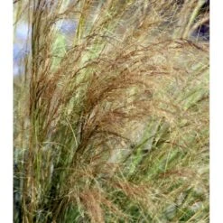 Hejregræs Stipa Tenuissima Bakke Med 12 Stk. -Osmo Salgsbutik mi10089 stipa tenuissima 9c3b