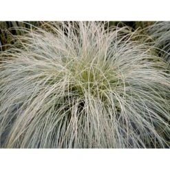 Star 'Frosted Curls' Carex Comans 'Frosted Curls' Potte 2 Liter. 5 Star 'Frosted Curls' Carex Comans 'Frosted Curls' Potte 2 Liter. -Osmo Salgsbutik mi10938 carex comans frosted curls 5017